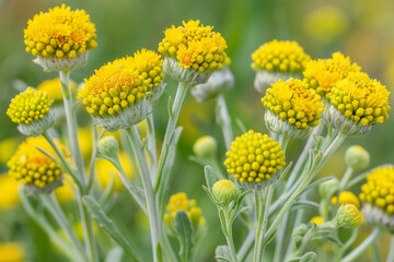 Immortelle - Plant Everlasting, close up