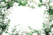 © Coffee Cafe Lover - Green leaves border design with floral pattern and swirl decoration