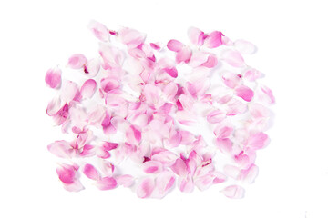 Wall Mural - malus spectabilis  blossom petals isolated on white background.
