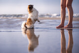 Fototapeta Dmuchawce - Wakacje z psem. Piesek i jego właścicielka nad morzem