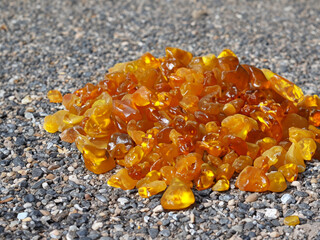 Wall Mural - amber on the beach