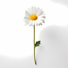 Canvas Print - A minimalist shot of a single daisy against a white background