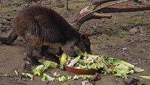Close View Of A Kangaroo Eating Veggies From The Ground And Looking.	