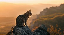 A Fierce, Wildlooking Cat, Standing On A Rocky Ledge, Overlooking A Sweeping Landscape At Sunrise, Embodying The Spirit Of Adventure And The Call Of The Wild Low Noise