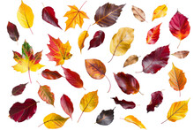 Autumn Leaves Flying And Falling Isolated On Background, Multi Color Of Leaves Foliage In Autumn Season.