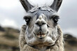 A llama with a white face and a black nose is smiling