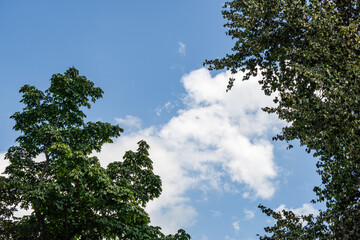 Wall Mural - blue sky background with white clouds and green trees