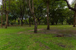 Green meadow in city public tropical forest park