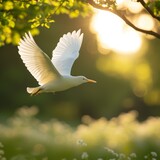 Fototapeta  - A photo of a white bird flying above a green field, blur background