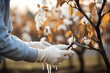 Whitewashing of fruit trees in autumn garden, gardener hand with brush painting apple tree with whitewash
