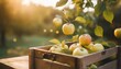 minimal stylized brown wooden box with fresh ripe yellow apples green leaves floating in air autumn harvest at farm healthy fruit snacks for nutrition vitamins