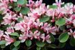 Sweet honeysuckle (Lonicera caprifolium) plant with pink fragrant flowers