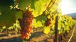 Fresh grape leaves adorn the vineyard celebrating autumn fruitful harvest 