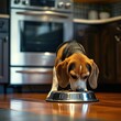 Beagle dog eating food from a bowl in the kitchen at home