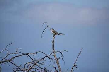 bird on a tree