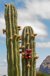 Cactus with flowers in Tenerife. Cactus with red flowers