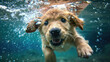 Adorable Cute Yellow Labrador Puppy Dog Swimming Underwater