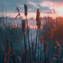 Reeds At Sunset