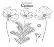 A series of isolated flower in cute hand drawn style. Cosmos in black outline and white plain on transparent background. Drawing of floral elements for coloring book or fragrance design. Volume 1.