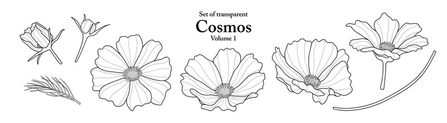 Wall Mural - A series of isolated flower in cute hand drawn style. Cosmos in black outline and white plain on transparent background. Drawing of floral elements for coloring book or fragrance design. Volume 1.