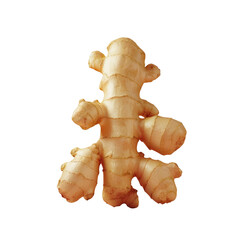Wall Mural - Ginger root on Transparent Background