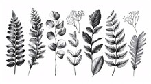 Foliage Set. Botanical Sketch. Frond Gum Shrub. Antique Flowery Backdrop. Decorative Pieces. Separated. Monochrome.