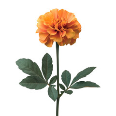 Wall Mural - Single orange flower with green leaves on a stem