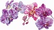 Watercolor orchid clipart featuring exotic blooms in purple and pink hues.
