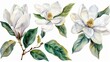Watercolor magnolia clipart with large white petals and green leaves.