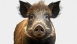 wild boar face shot isolated on transparent background cutout