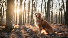 A Nova Scotia Duck Tolling Retriever Dog Stands Alert In A Barren Forest The Dog Fiery Coat Contrasts With The Muted Tones Of The Leafless Trees