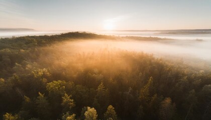 Wall Mural - aerial view of a misty forest on a foggy day