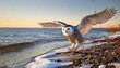 the snowy owl bubo scandiacus also known as the polar owl the white owl and the arctic owl on the shore lake michigan in winter during migration from the north