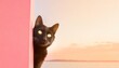 funny black cat peeping from behind a vibrant pink block horizontal wallpaper large copy space for text