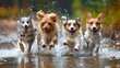 Four joyful dogs of various breeds playing and splashing in water.