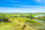 Fototapeta Na drzwi - Horses on pasture outdoor on green field in spring in nature park Lonjsko polje, Croatia 
