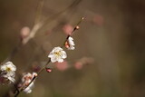 Fototapeta Kosmos - 梅の花のアップ