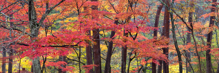 Wall Mural - red maple leaves in the forest during autumn season