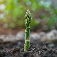 A single green asparagus spear emerges elegantly from the earth, symbolizing growth and freshness in agricultural produce