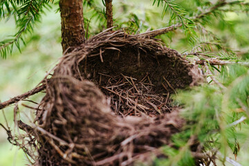 Wall Mural - Abandoned bird's nest. Old bird house. ruined nest. natural background