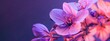 cyclamen flowers in a purple background