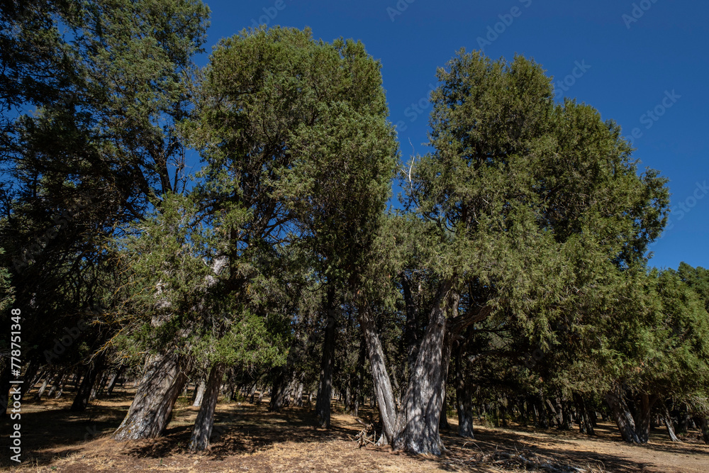 five-leaf juniper (Juniperus thurifera), listed monumental tree ...