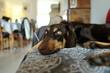 Cute mixed breed dog resting on a sofa in a french living room. This dog looks like a Doberman with clear green eyes.