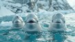A family of beluga whales swimming among ice floes.