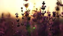 Lavender Fields With Fragrant Purple Flowers Bloom At Sunset. Lush Lavender Bushes In Endless Rows. Organic Lavender Oil Production In Europe. Garden Aromatherapy. Slow Motion, Close Up