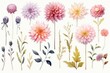 Watercolor dahlia clipart in bold and vibrant colors. flowers frame, botanical border, Flowers on a white background. Watercolor clipart, Botanical illustration for design wedding card, invitation.