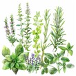Watercolor clipart of a summer herb garden, culinary freshness on white background