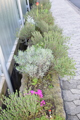 Wall Mural - planting stones with thyme and lavender