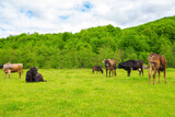 Fototapeta Góry - cow grazing on the meadow. cattle near the forest. grassy carpathian countryside in spring