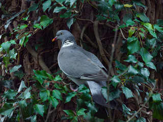 Sticker - Wood pigeon sitting on a tree with ivy